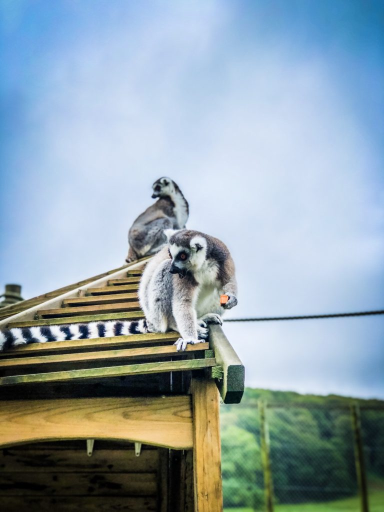 Ring tailed lemurs at Longleat Safari Park