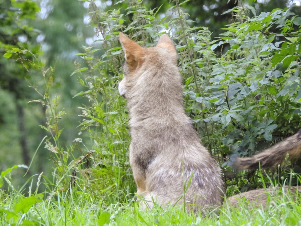 Wolf at Longleat Safari Park