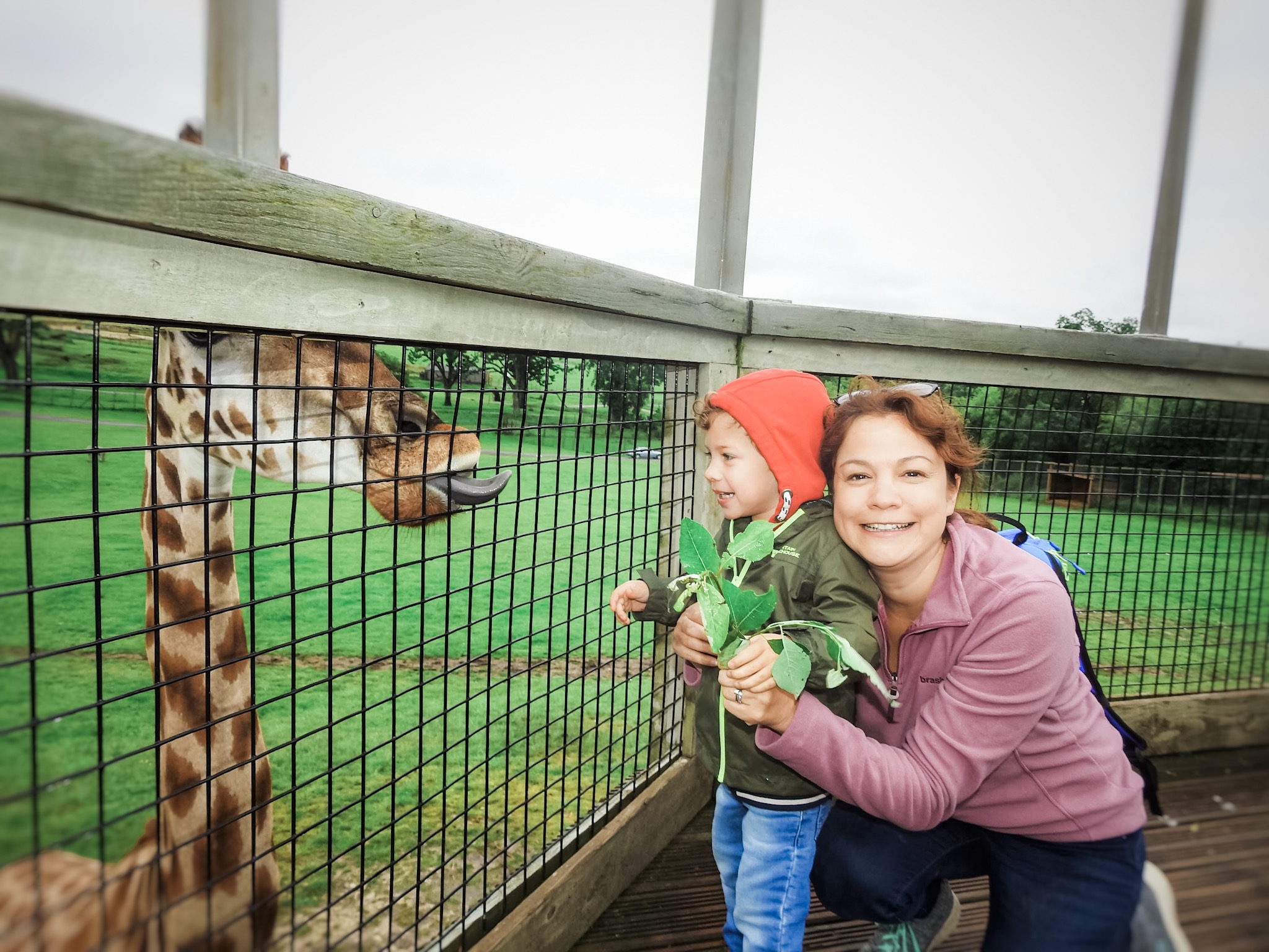 Giraffe feeding at Longleat Safari Park