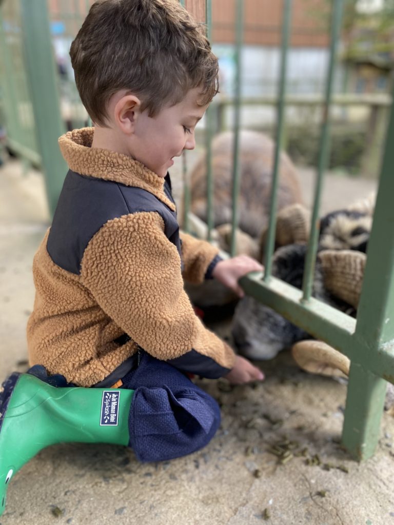 Boy feeding the sheep at the Big Sheep