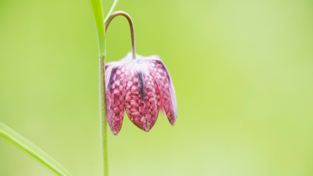 Chequered fritillary