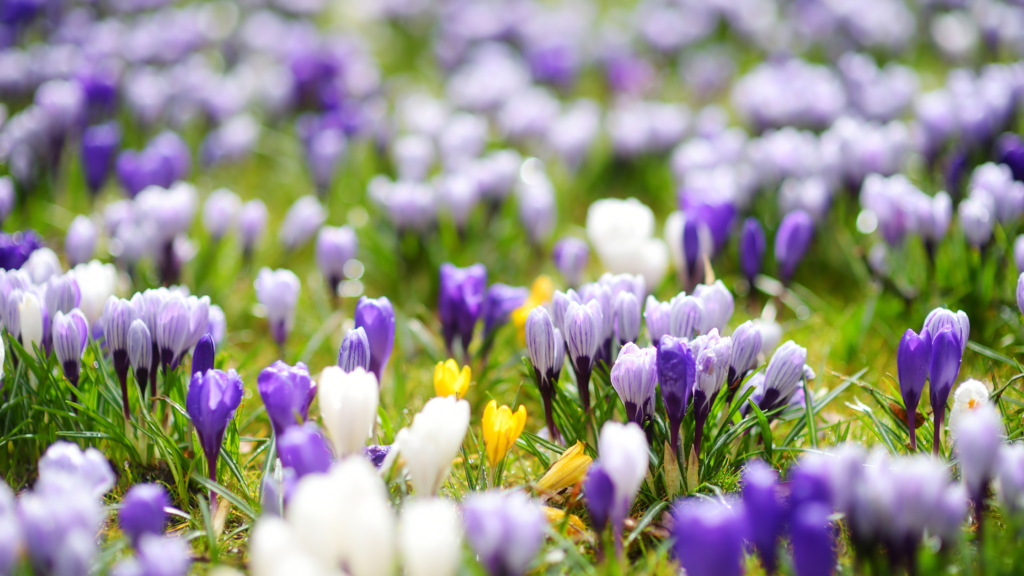 Purple white and yellow crocuses