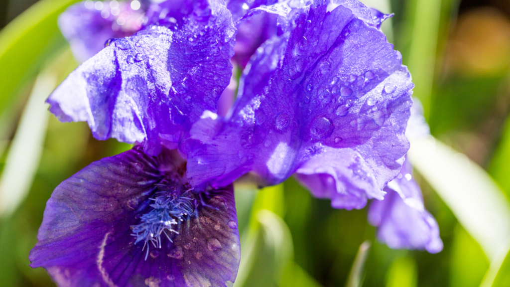 Dwarf iris