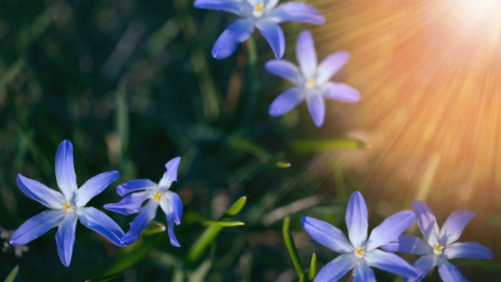 Glory-of-the-snow flowers with sun beams coming through