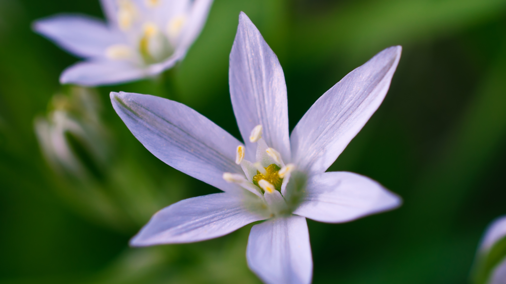 Nodding-star-of-Bethlehem flower