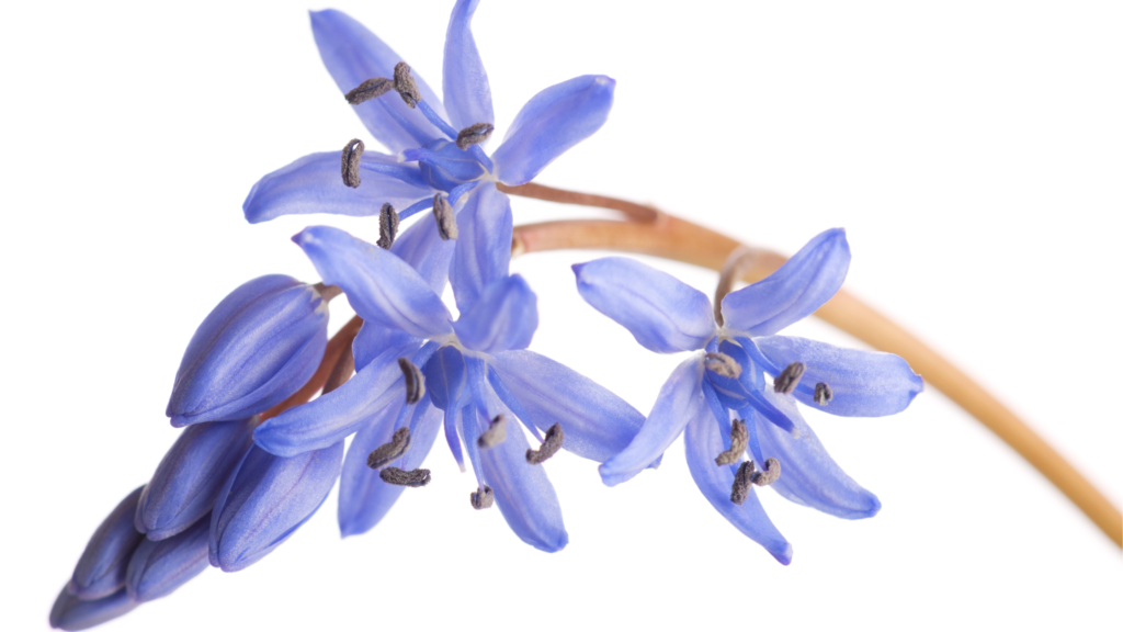 Siberian squill flower