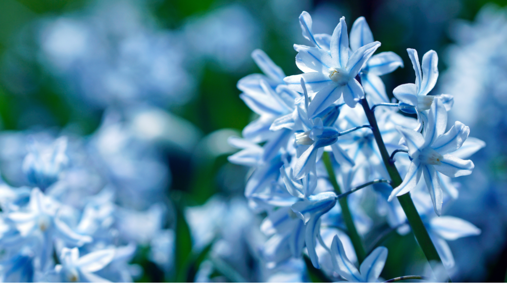 Striped-squill flowers