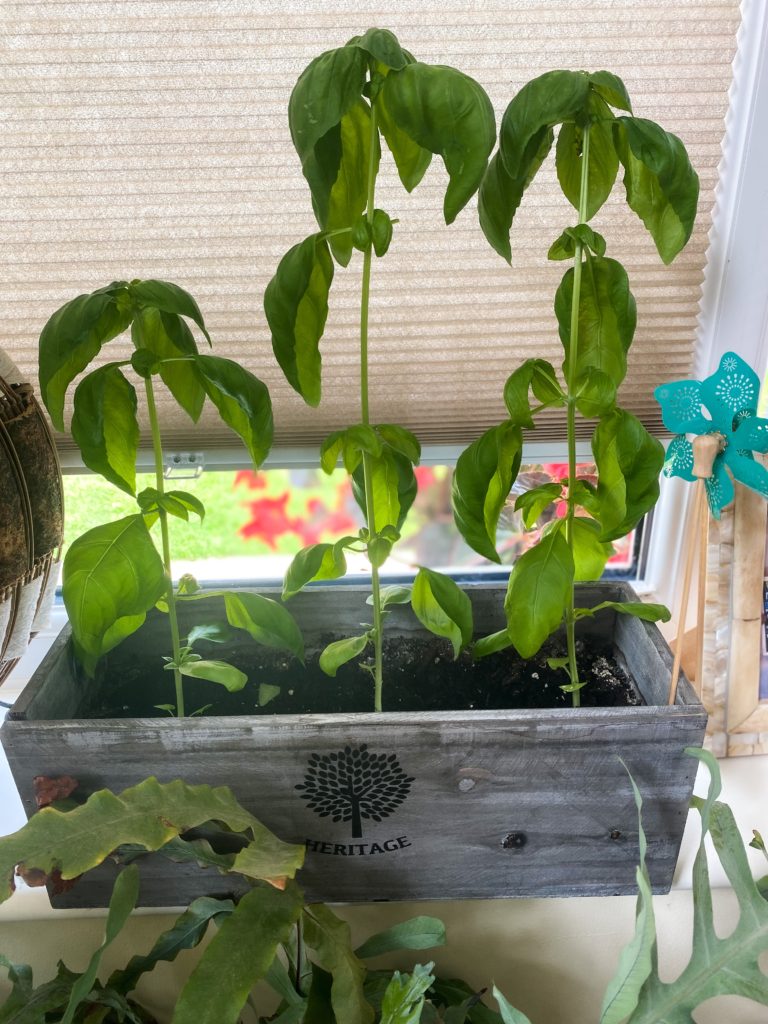 Basil growing on a windowsill