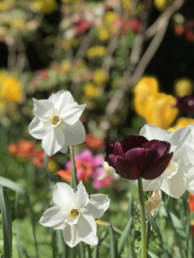 Tuliops and spring flowers at Bateman's National Trust Sussex
