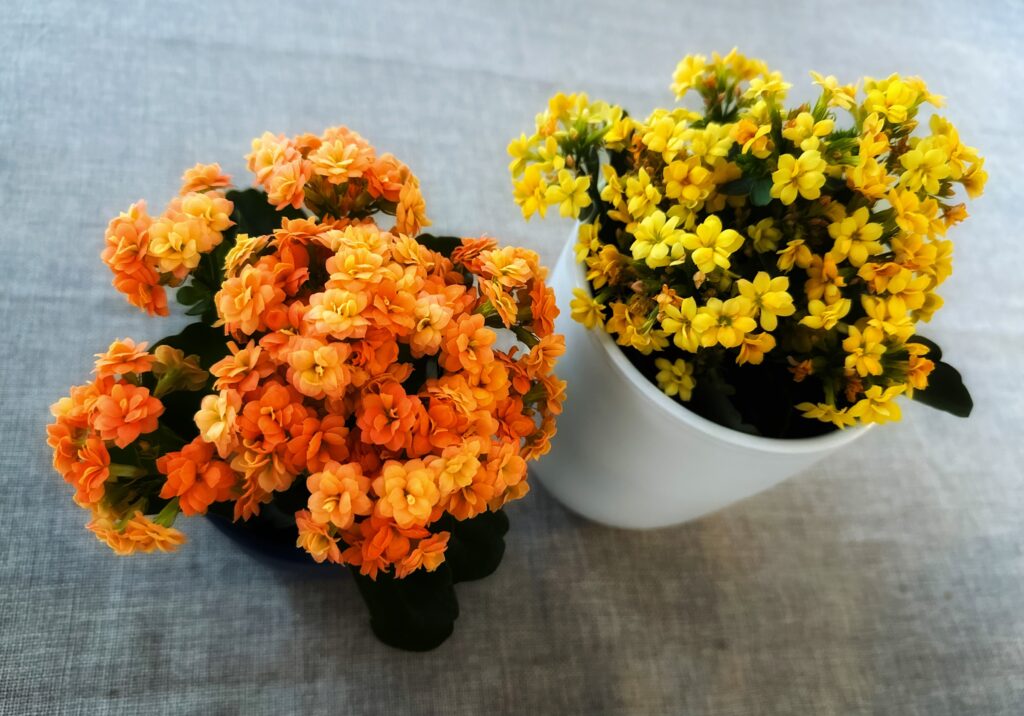 Autumn potted flowers from Tesco