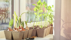 How to Grow Fruit and Vegetables Indoors How to Grow Fruit and Vegetables Indoors