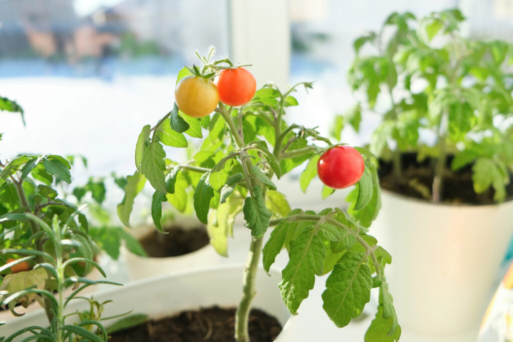 Tomatoes growing on a windowsill indoors