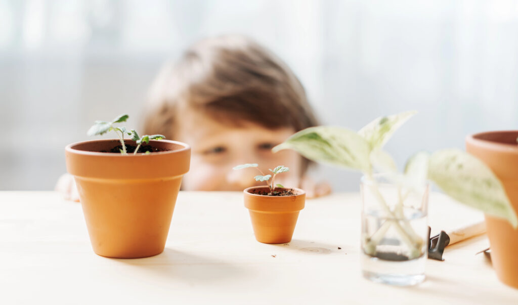 Child peering at the strawberries he's growing