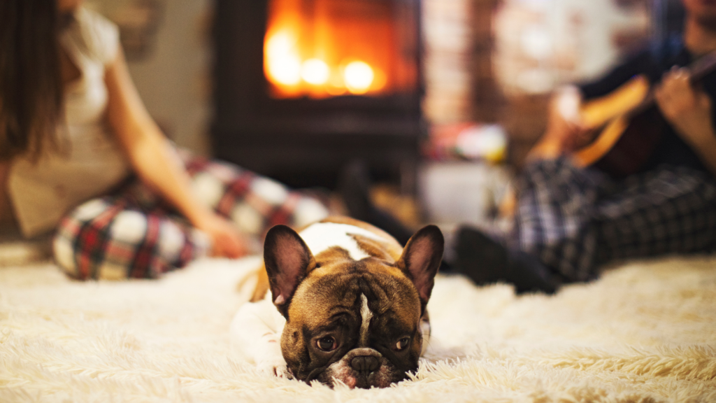 French bulldog lying on a rug with his humans by him and woodburner in the background