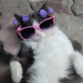 Black and white cat lyin on it's back on the pavement chillign with pink sunglasses on