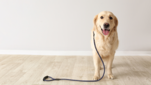 Are Landlords Legally Allowed to Charge Pet Deposits for ESAs? Understanding Your Rights Are Landlords Legally Allowed to Charge Pet Deposits for ESAs? Understanding Your Rights