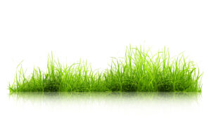 Top Lawn Care Tips To Keep Your Grass Green & Healthy! Top Lawn Care Tips To Keep Your Grass Green & Healthy!