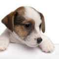 puppy peering over a table