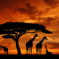 Family of giraffes silhouetted at sunset with beautiful red sky in Africa