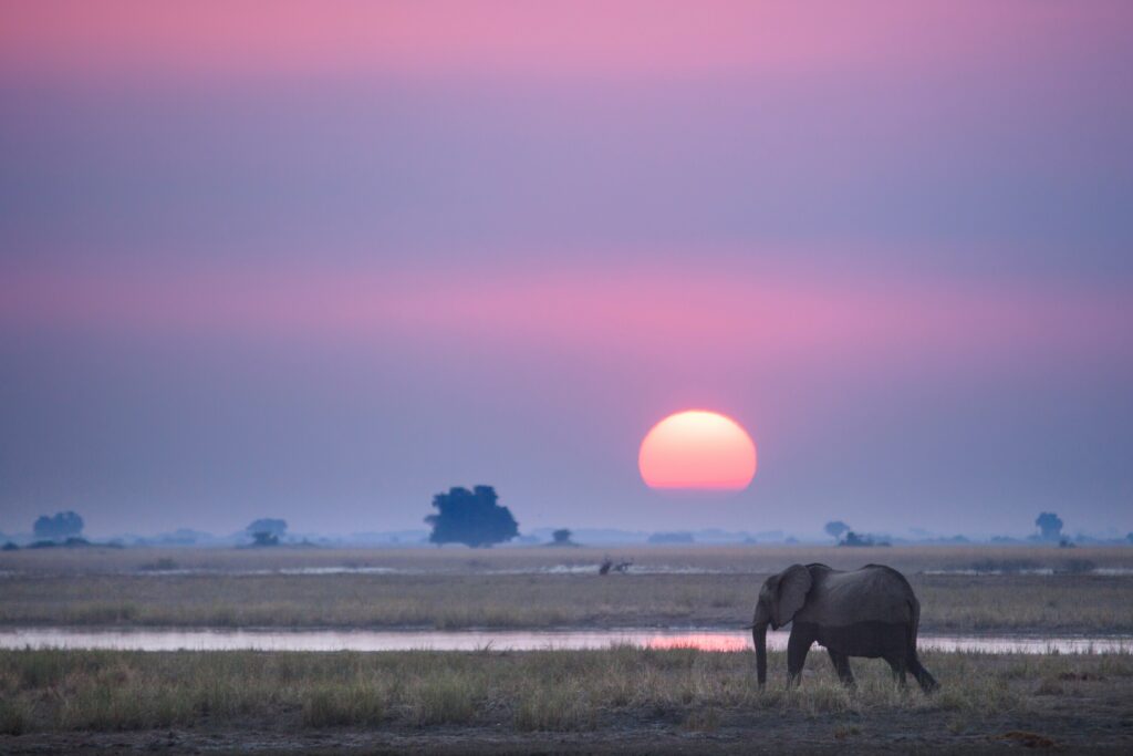 Sunset in India with an elephant roaming a National Park