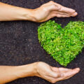 Eco friendly garden represented by heart shaped green plant growing from the soil and hands around it
