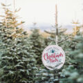 Close Up of a Pine Tree branch at a Christmas Tree Farm with a sign that says farm fresh