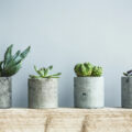 Succulent plants in pots