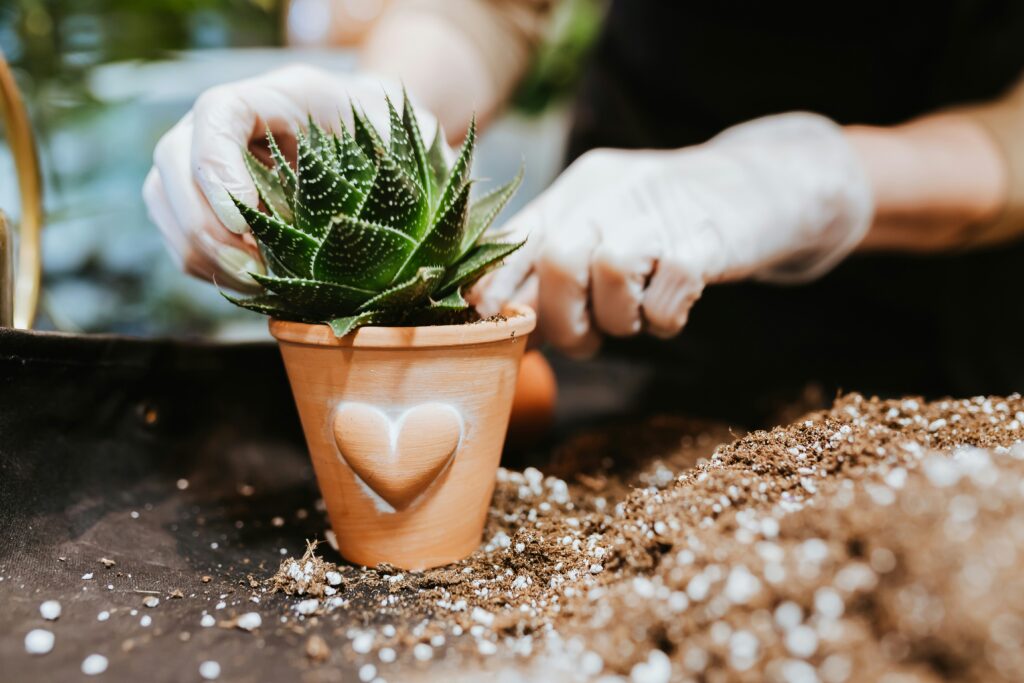 Person potting up a cactus in a lovely terracotta heart pot