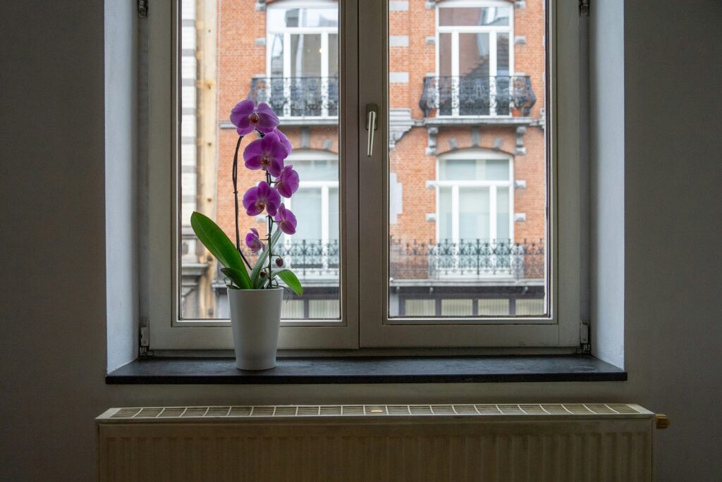 Pink orchid on a windowsill