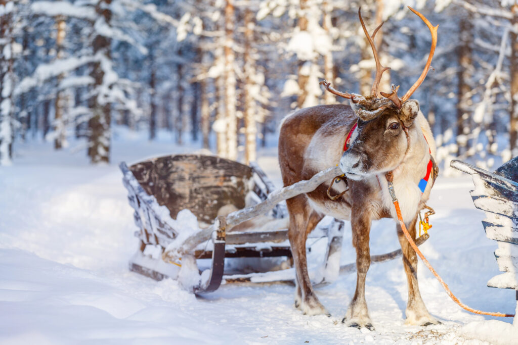 Reindeer safari in Lapland Finland