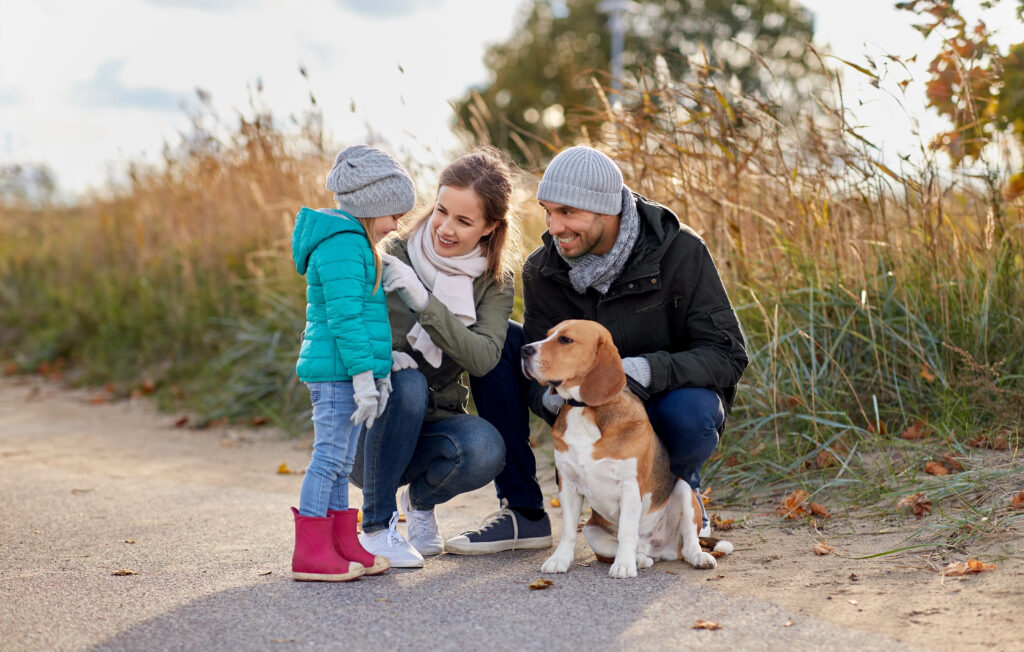 Family out for a walk with their beagle