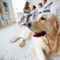 Dog with family blurred at the back on the sofa