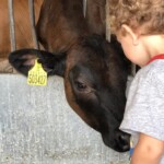 A boy and a cow at Longdown Activity Farm